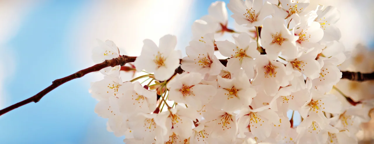 SpringFlowers.jpg