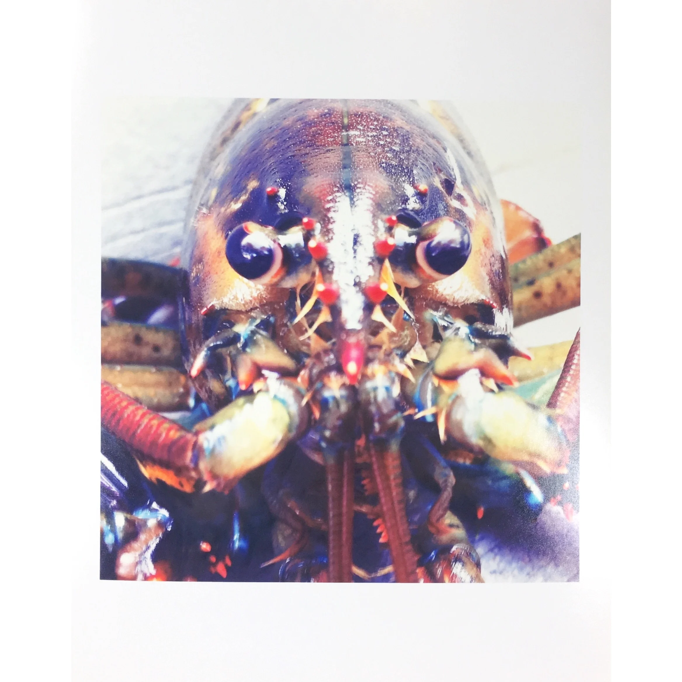 mainelobster.jpg