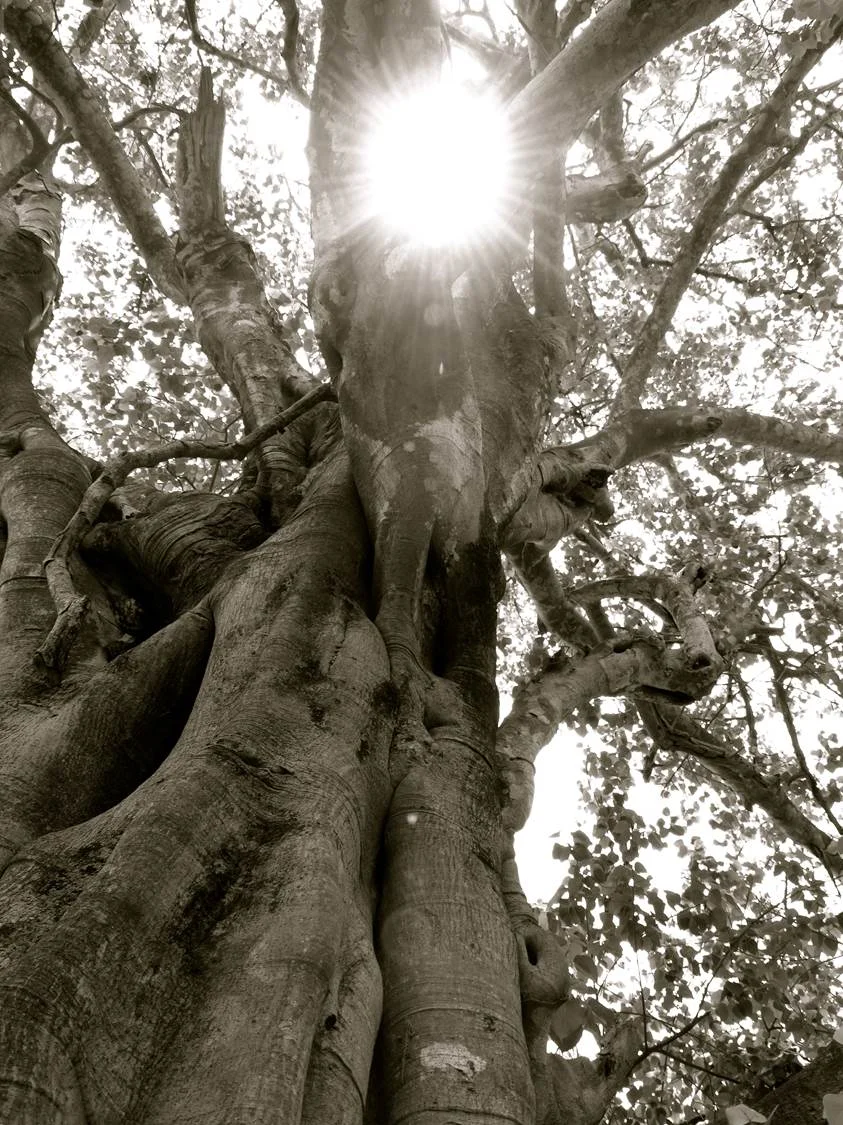 The Magic Tree sits close to the Killing Tree for a simple reason: from its branches hung speakers, through which music was played in order to drown out the moans of the dying on the ground below.