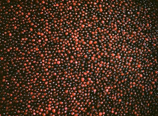Cranberries Photo by Parker Fitzgerald.jpg