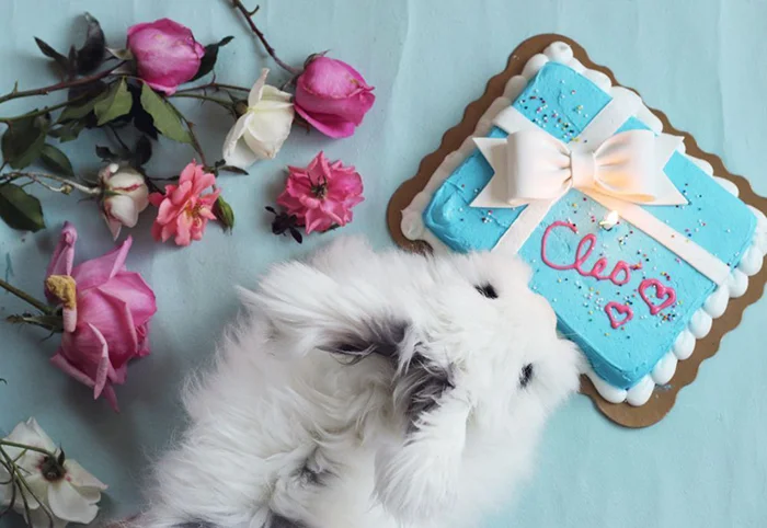 Happy Birthday Cleo The Jewels Of New York