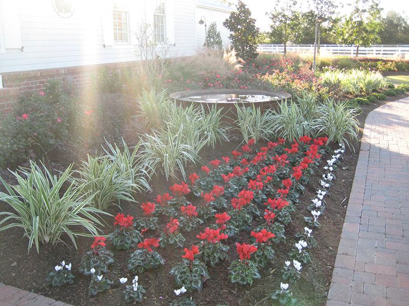 cyclamen-red-christmas-color-install-clean-up-landscape-fertilization-maintenance-the-woodlands-cypress-magnolia-spring.jpg