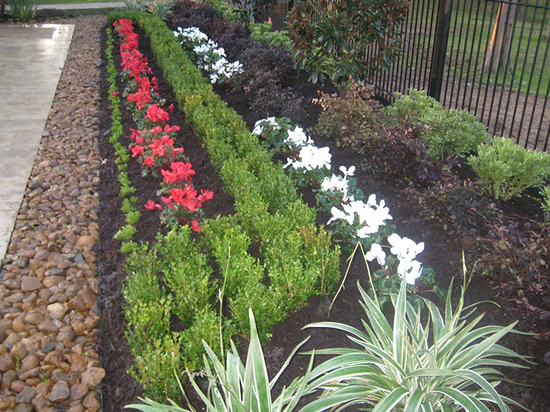 Cyclamen-landsacpe-bed-addition-boxwood-the-woodlands-spring-tomball-houston-design.jpg