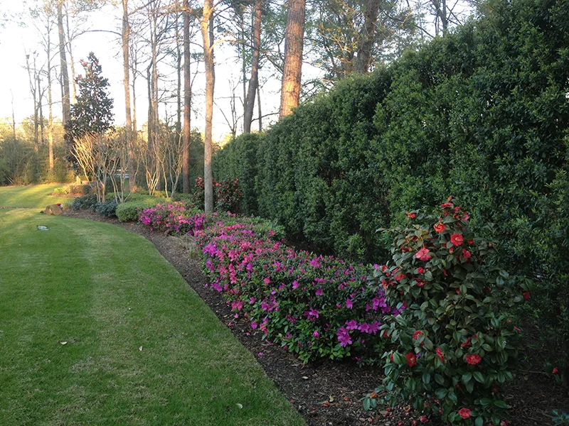 landscape-design-houston-privacy-wall-hedge-landscaper-plants-trees-lawn-care-tree-trimming-maintenance-the-woodlands-spring-conroe-memorial-service-best-landscape-design-build.jpg