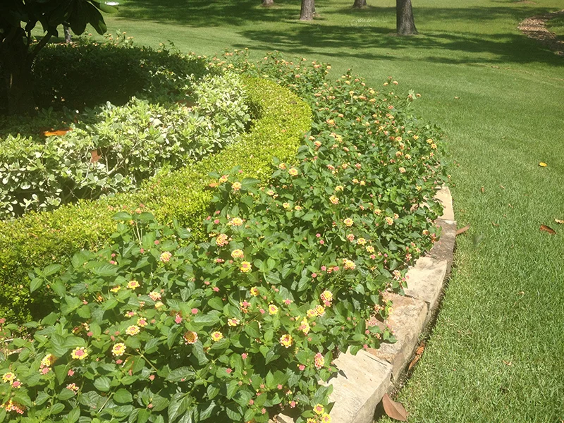 landscape-design-the-woodlands,-tx-spring-houston-stone-border-stacked-lantana-lawn-maintenance-lawn-care-lawn-service-aggie-beautiful-repair-landscaper-landscaping-montgomery-magnolia-cypress-drainage.jpg
