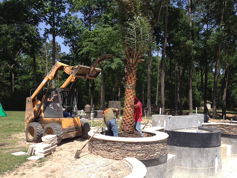 palm-tree-installation-planters-sylvester-pool-the-woodlands-luxury-large-best-landscaper-landscaping-houston-cypress-spring-magnolia-montgomery-design-pool-builder-aggie-envy-exteriors-.jpg