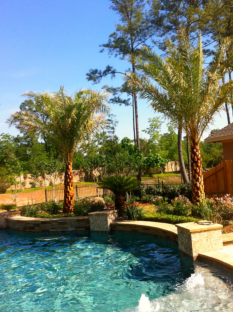 pool-landsacpe-palms-the-woodlands-design-spring-cypress-conroe-landscaping-best.jpg