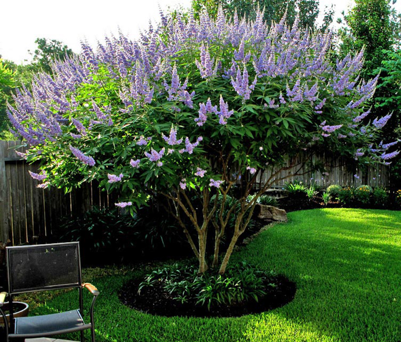 Vitex-tree-landscape-install-landscaper0installation-sprinkler-repair-sprinkler-system-landscape-lighting-design-buil-builder-nursery-the-woodlands-spring-maintenance-houston-montgomery-cypress-magnolia.jpg