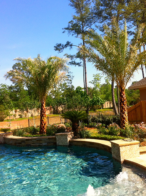 pool-landscape-landsaping-palms-custom-pool-builder-designer-designs-design-build-luxury-top-best-landscaper-new-remodel-landscaping-aggie-the-woodlands-houston-spring-magnolia-conroe-montgomery-cypress.jpg