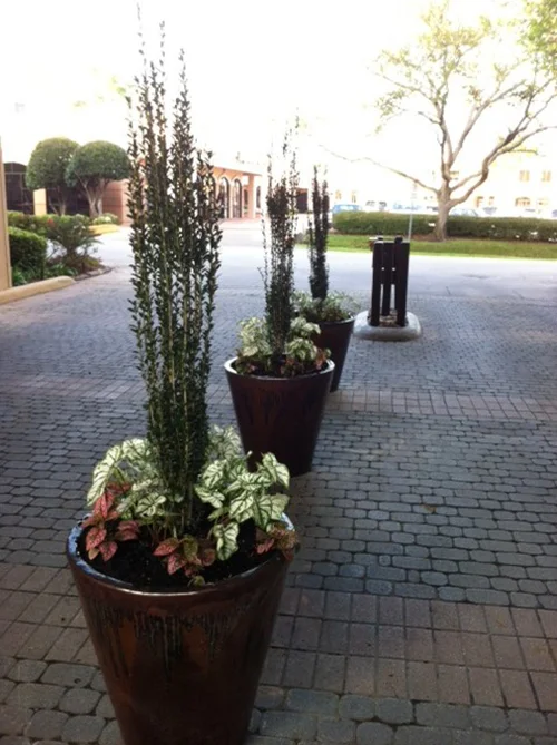 urns-installed-sky-pencil-pottery-glazed-rustic-formal-pots-planters-custom-design-installation-landscape-landscaper-best-top-landscaping-ideas-the-woodlands-houston-spring-magnolia-conroe-montgomery-cypress.jpg