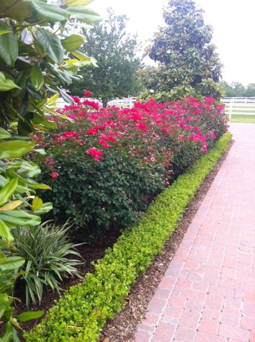 Landscape-design-knockout-roses-boxwood-pavers-the-woodlands-cypress-spring-envy-exteriors-installation.jpg