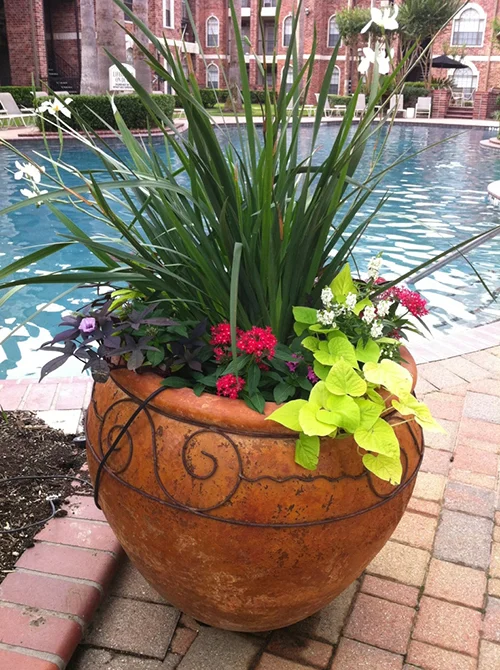 pottery---iris-seasonal-color-urn-planter-by-pool-the-woodlands-spring-houston-tx.jpg
