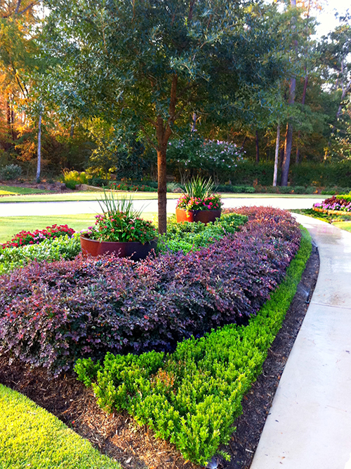 pottery-urns-inside-within-landscape-boxwood-hedge-loropetalum-landscape-the-woodlands-custom-design-envy-houston.jpg