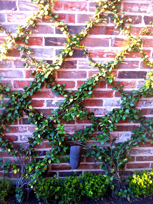 Trellis-diamond-planting-jasmine-brick-wall-the-woodlands-houston-landsacpe-design.jpg