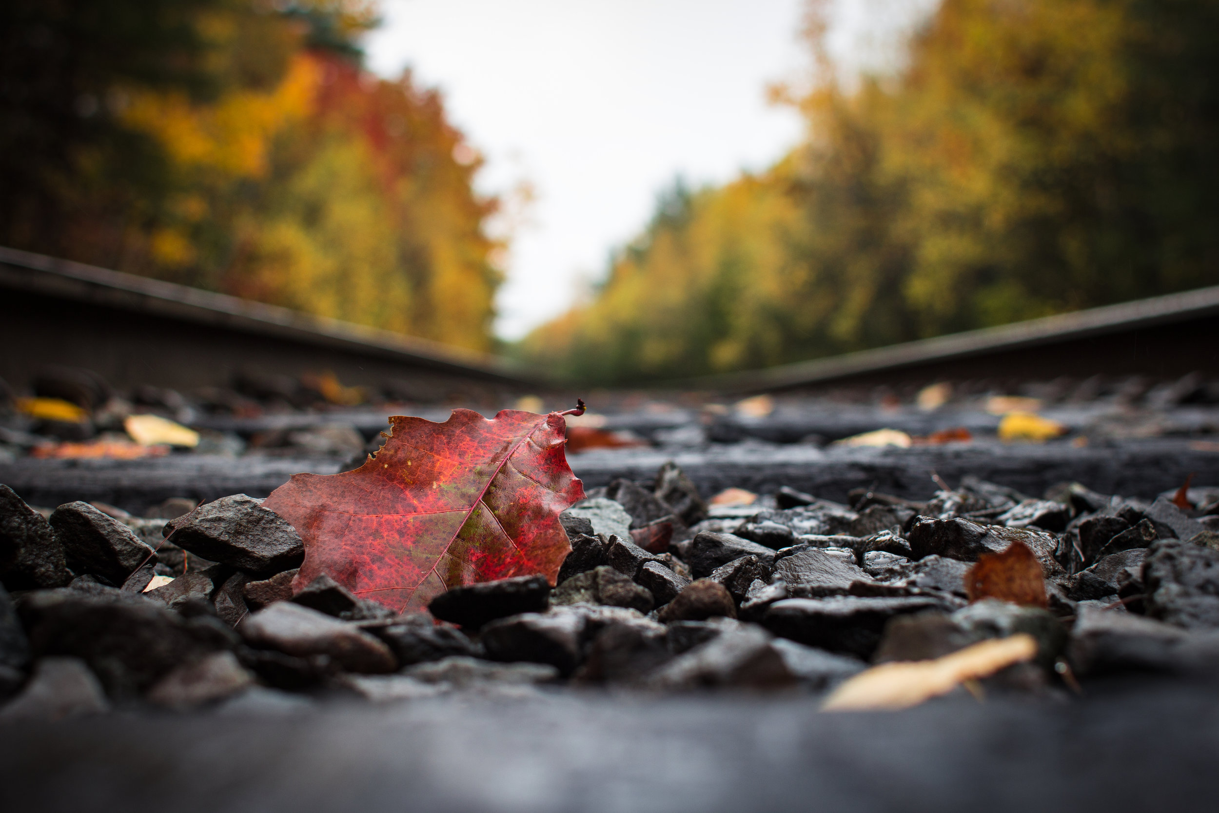Autumn Leaf on Train Track