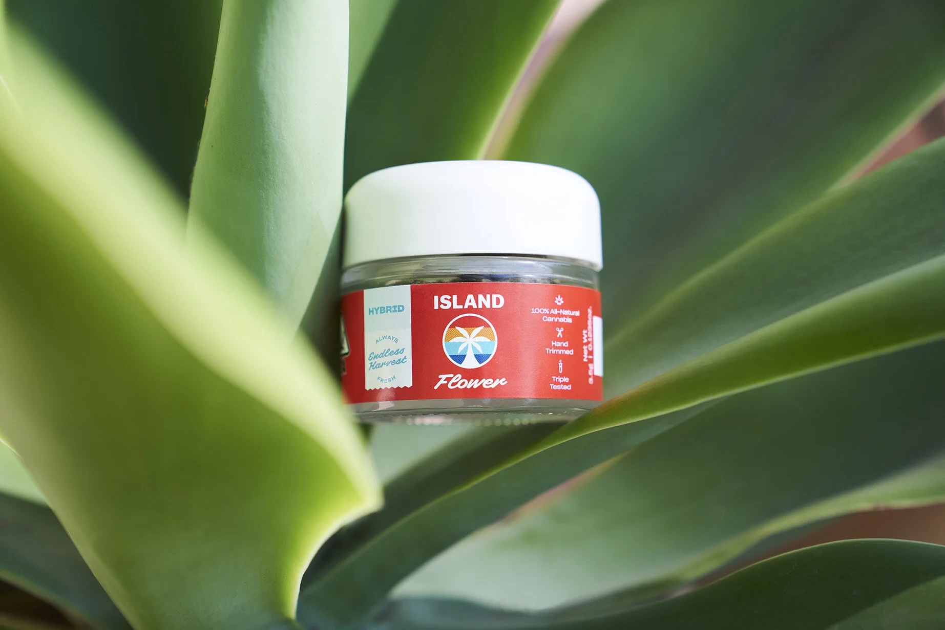 VWH_IslandCannabis_062020_FLowerAgave_20634.jpg