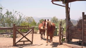 Bearpaw_Western_16x9.mov