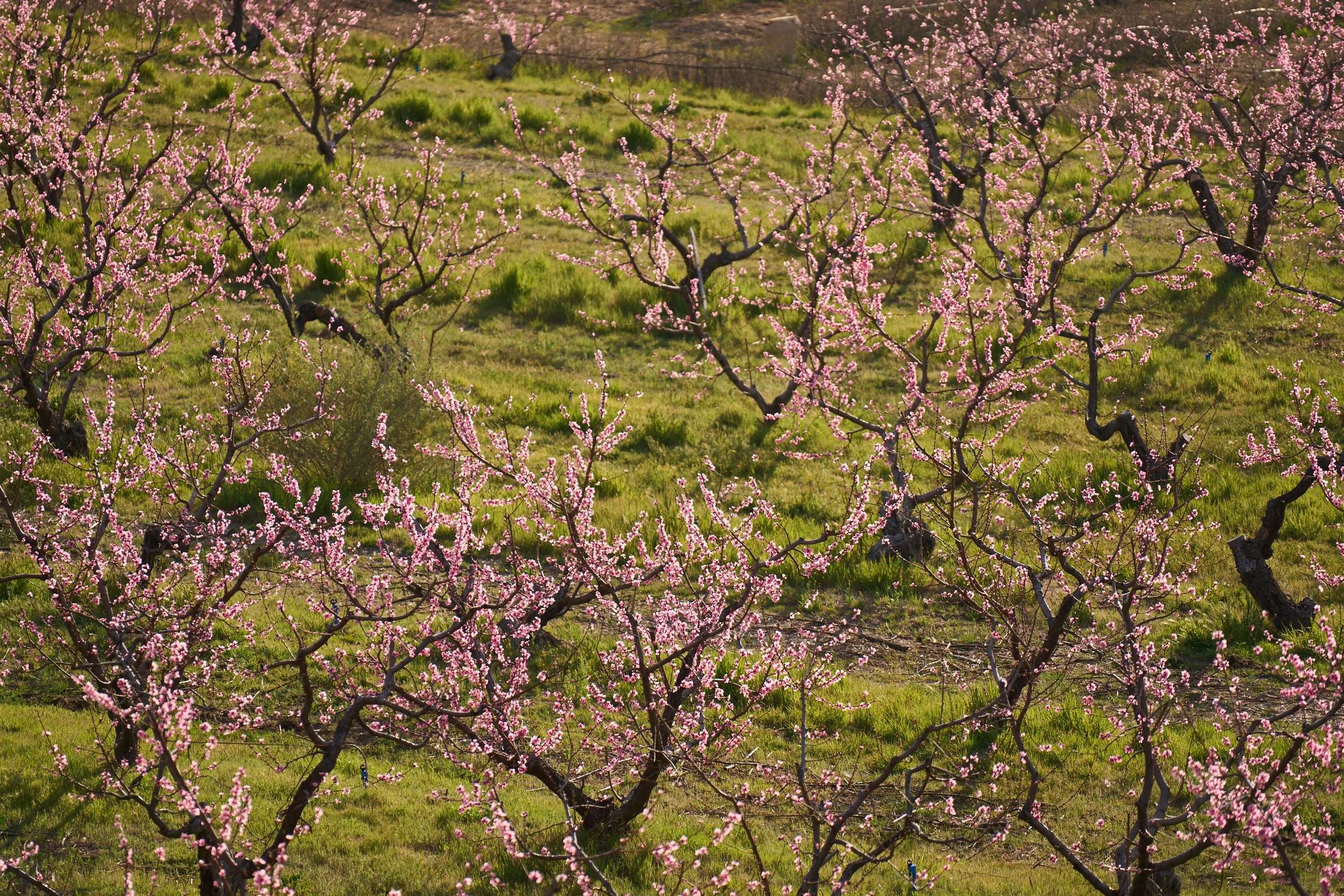 VWH_BloomRanch_Doc_0324_1435.jpg