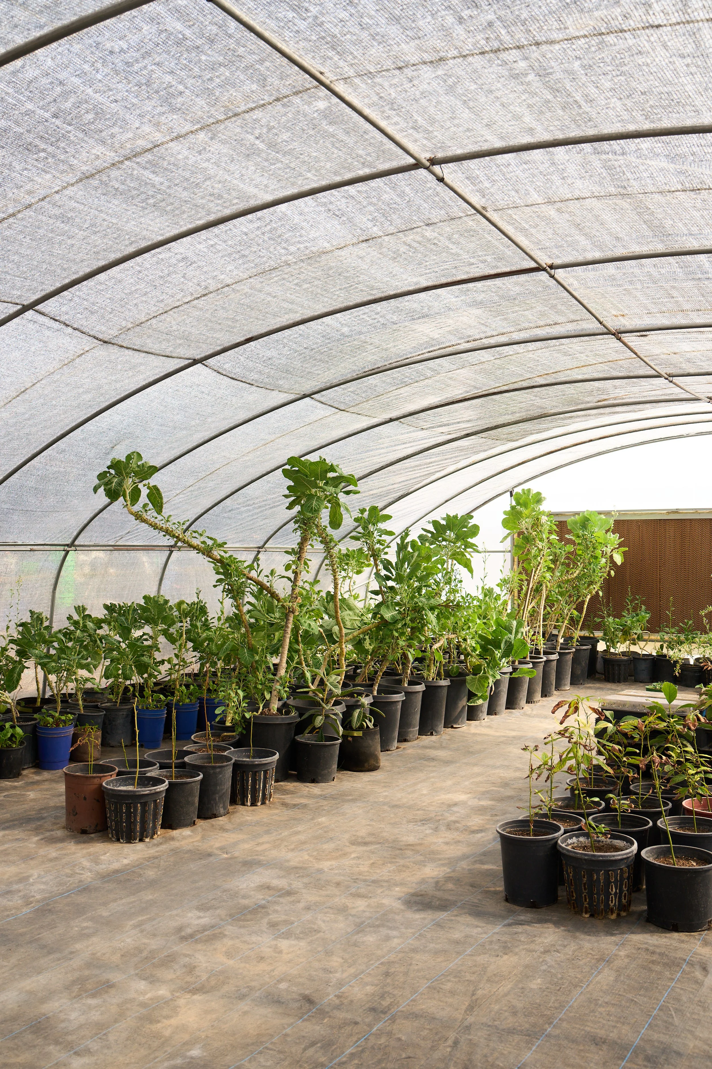 VWH_BloomRanch_Greenhouses_0324_1268.jpg