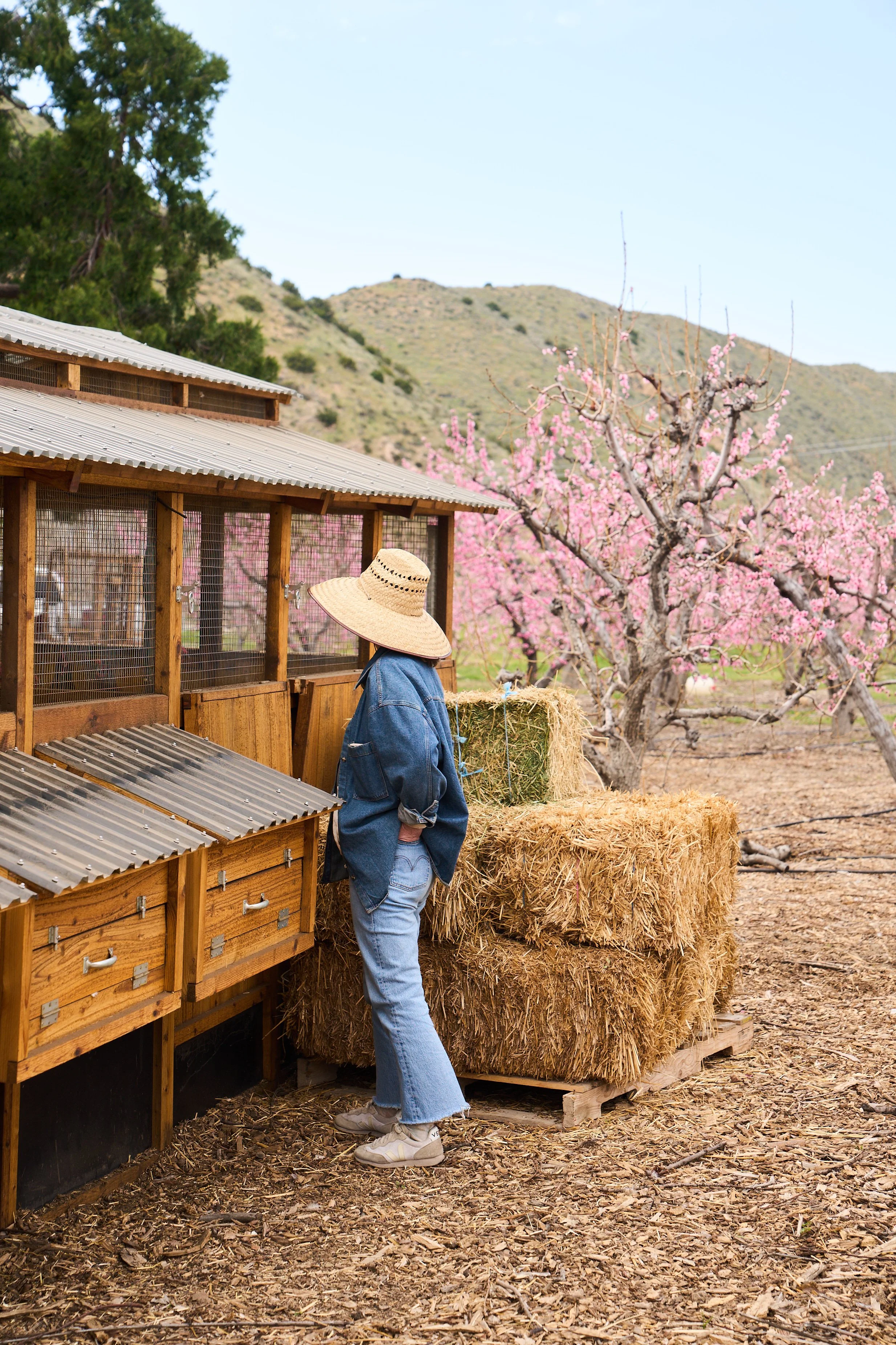 VWH_BloomRanch_Chickens_0324_1304.jpg