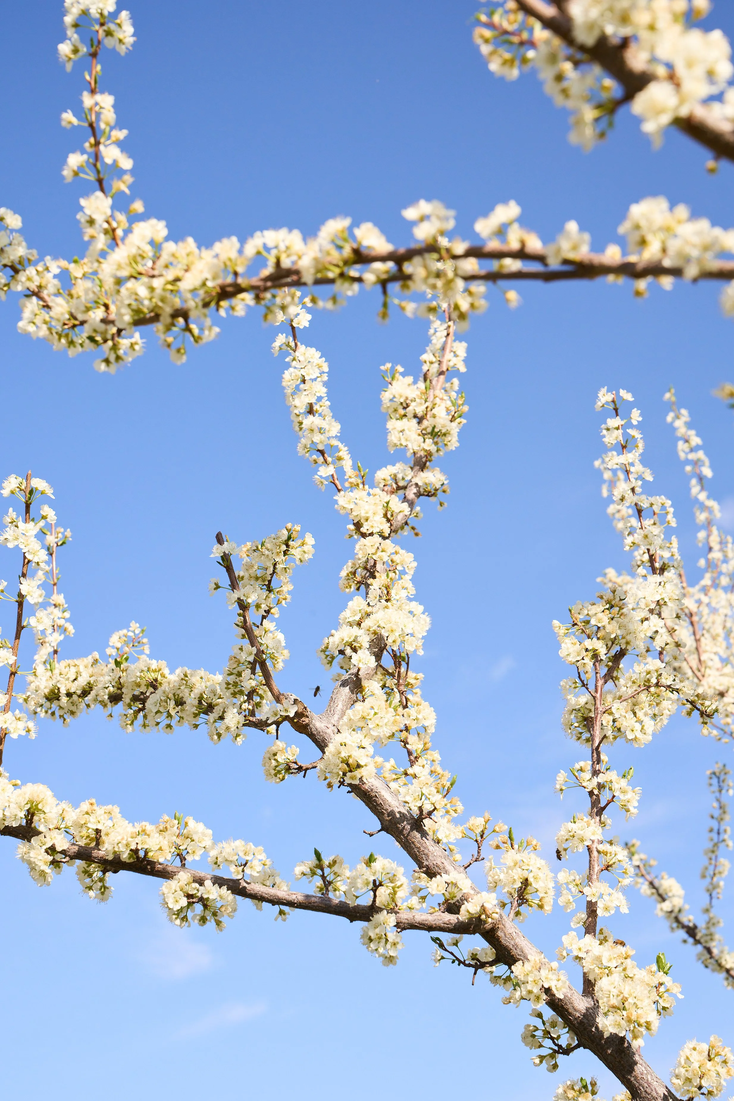 VWH_BloomRanch_Farm_0324_0781.jpg