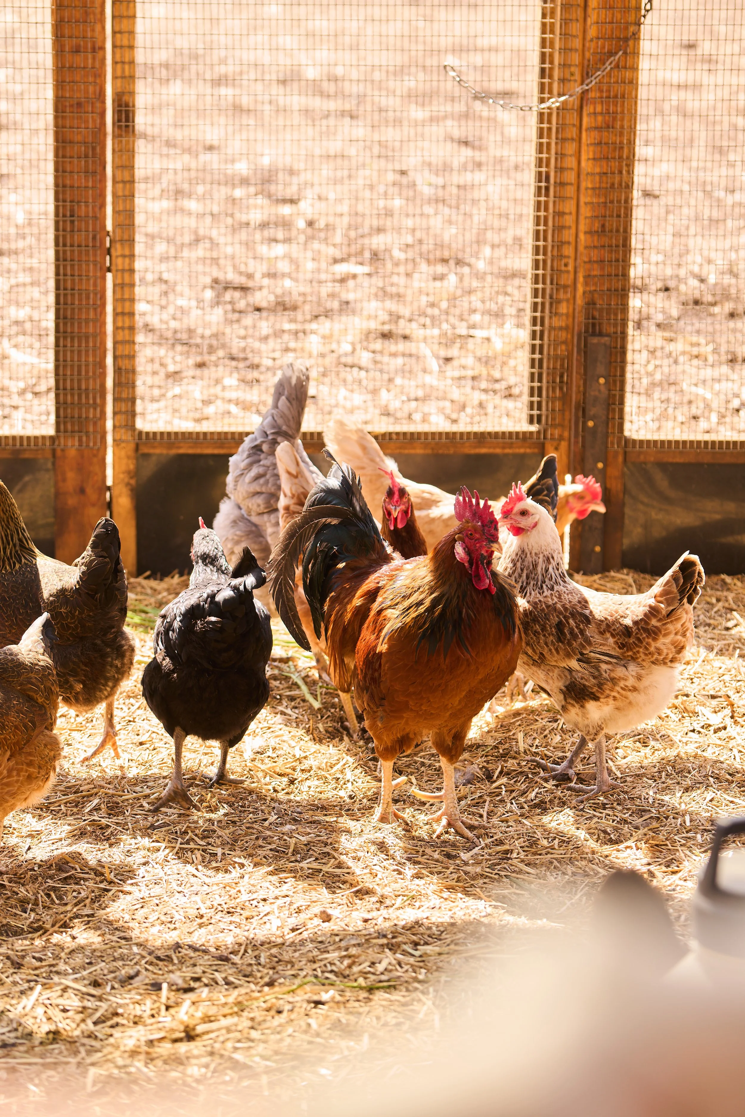 VWH_BloomRanch_Chickens_0324_0835.jpg