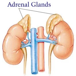 adrenalglands.jpg