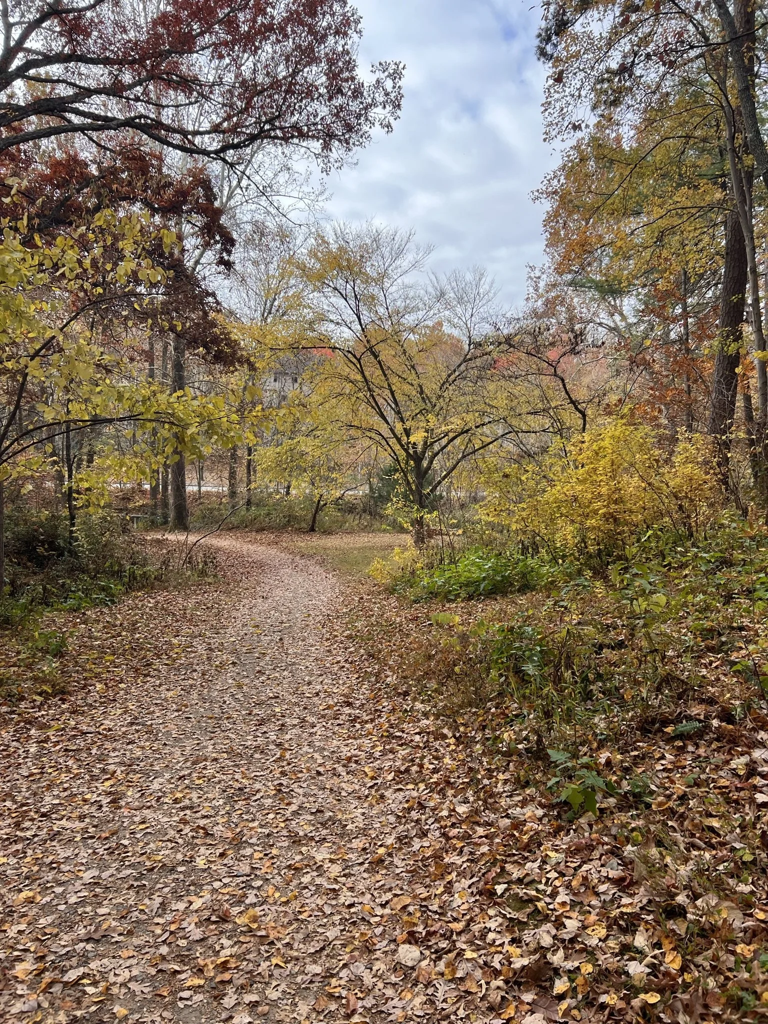 Total Eclipse Emotional Healing and Cleansing Session — Clear and
