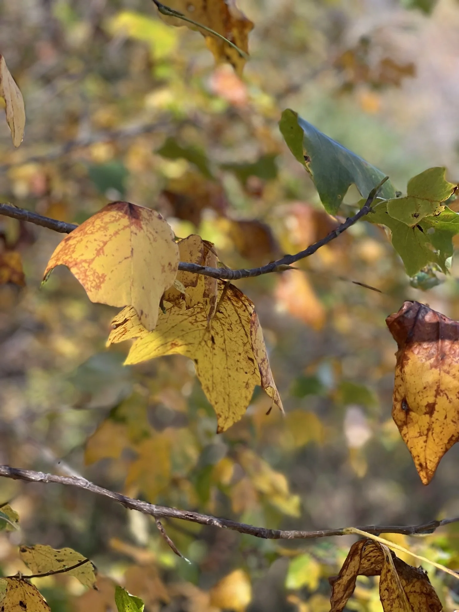 Open Your Heart to Loving Relationships: Clear Past, Present, Future: Romantic, Friends, Enemies