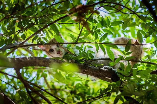 cat-2404486_640.jpg