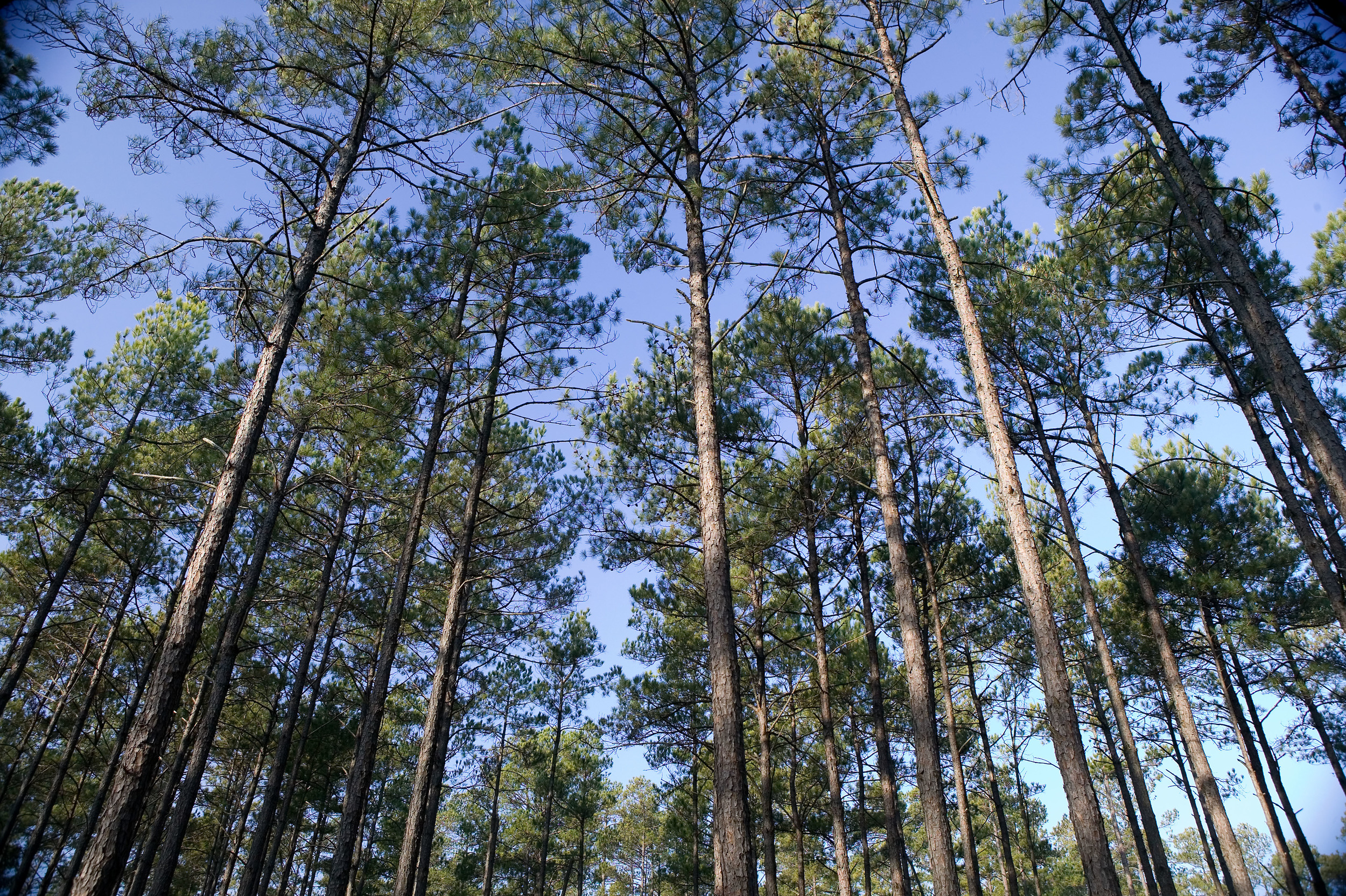 Lile Real Estate, Inc.