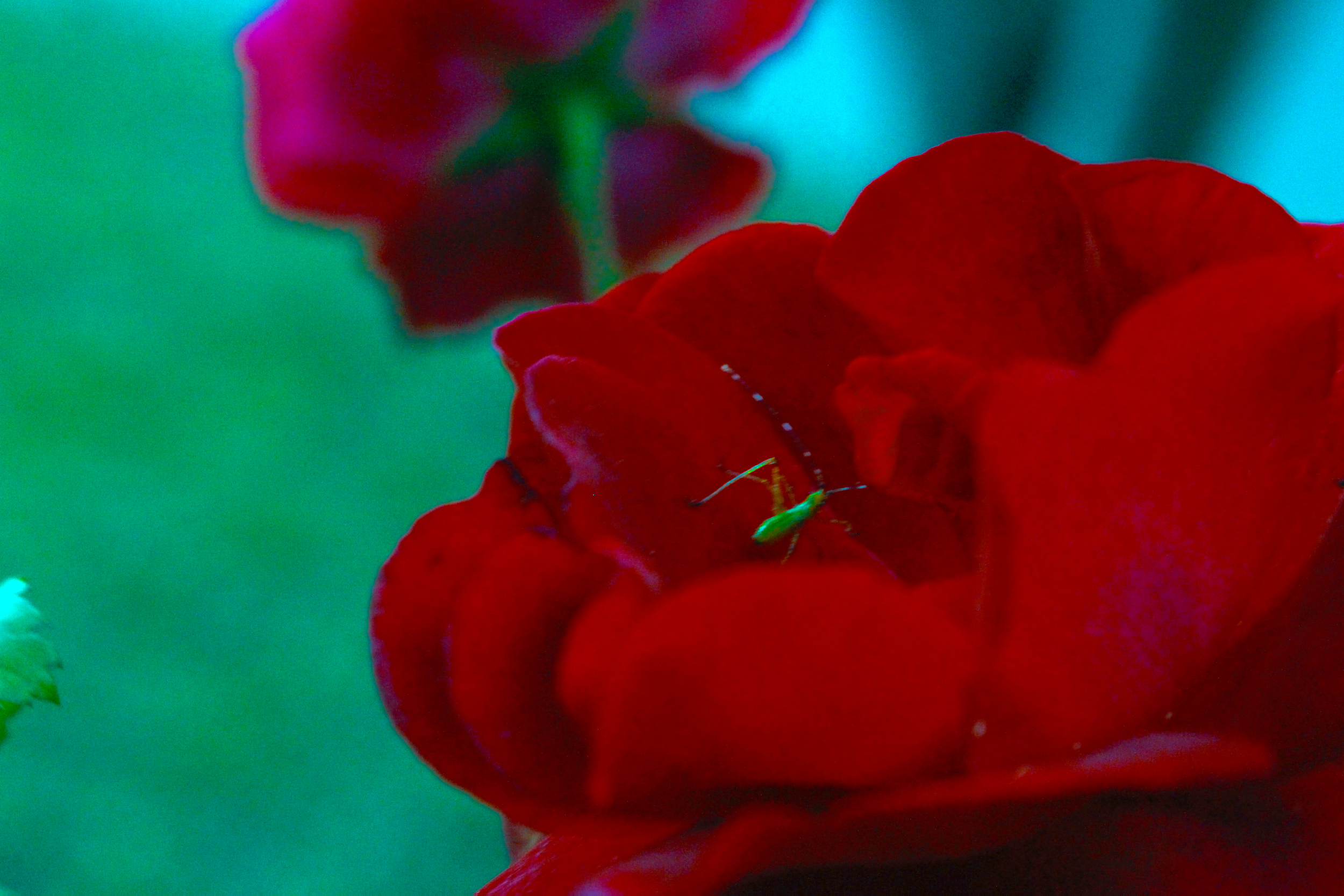 Red Rose With a bug on it