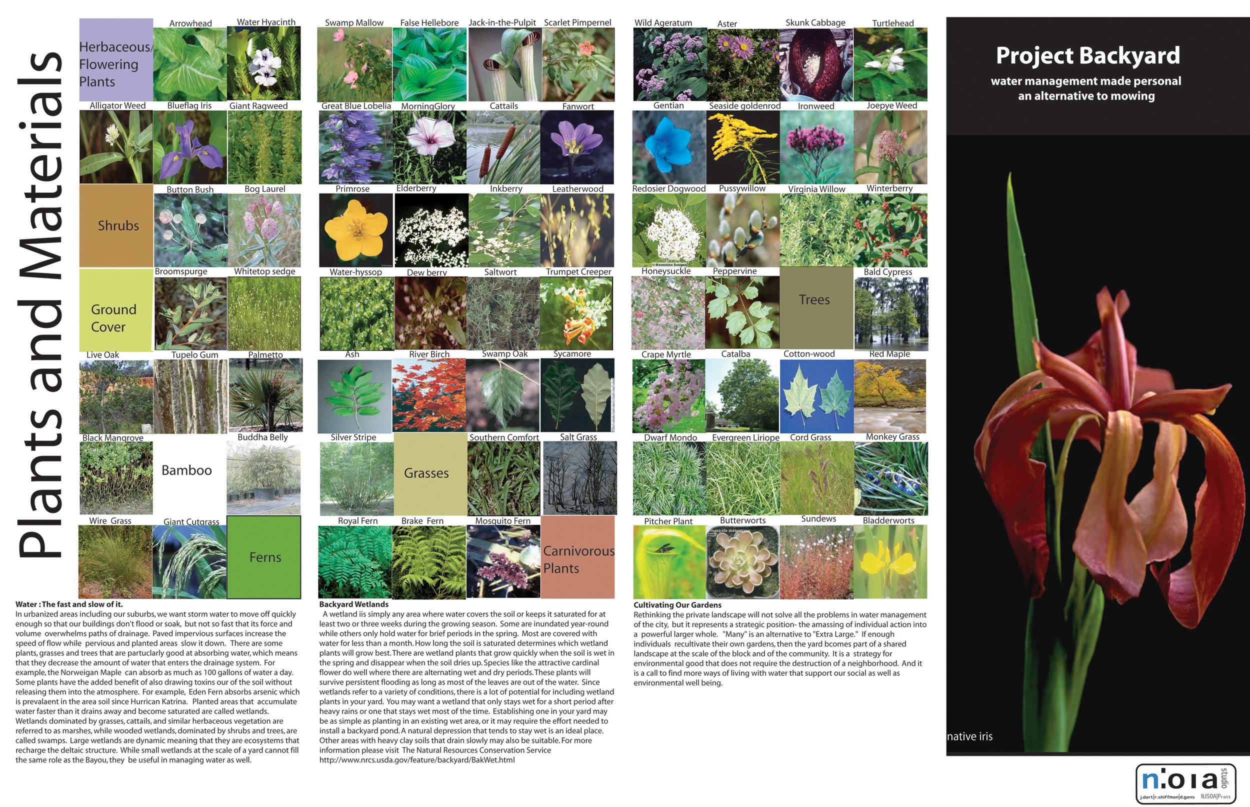 The strategies begin at the scale of the backyard, as in our brochure, Project Backyard , which describes how each property can contribute to the creation of a larger wetland through gardening. The neighbors loved it.