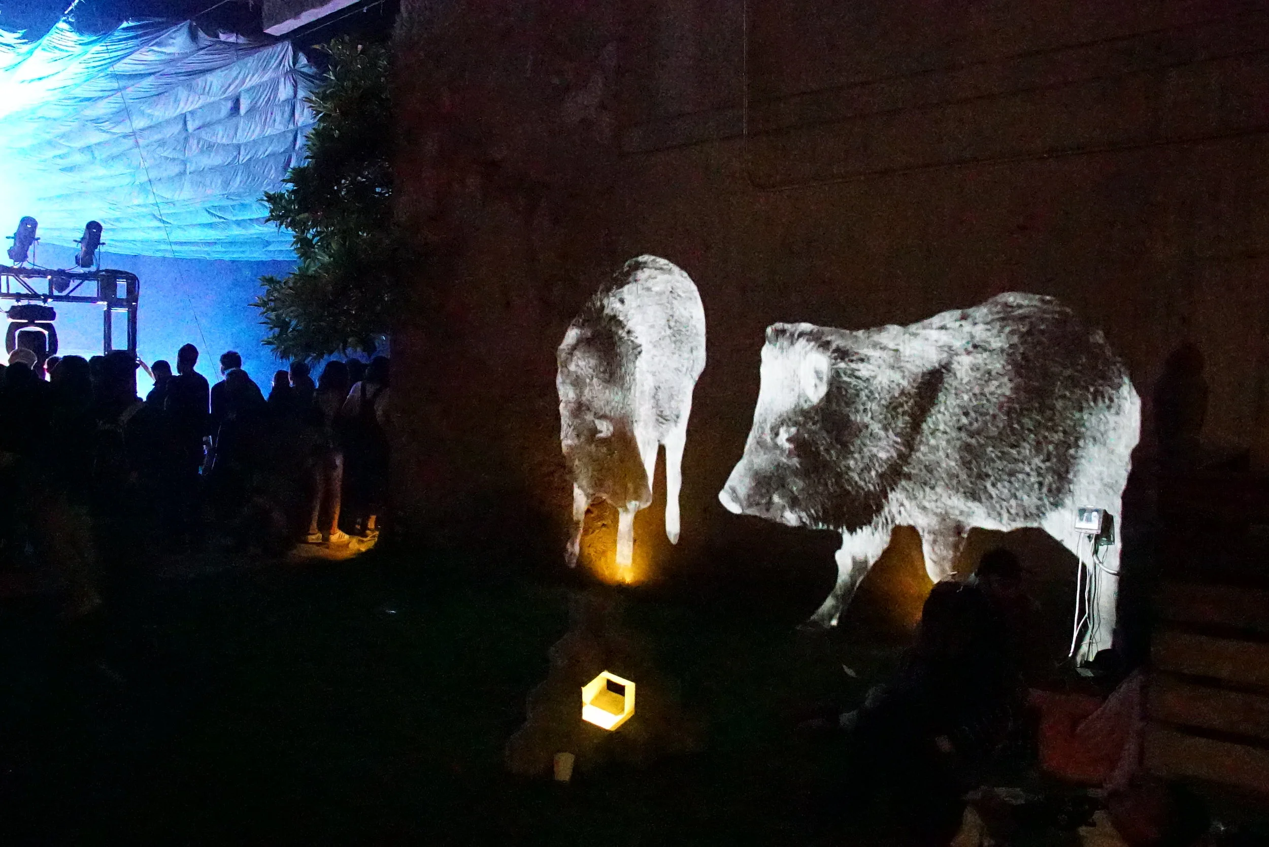 animal projection art of native javelina in black and white and inverted projected onto a large wall at the FORM festival in arcosanti Arizona with a crowd of festival goers enjoying the concert