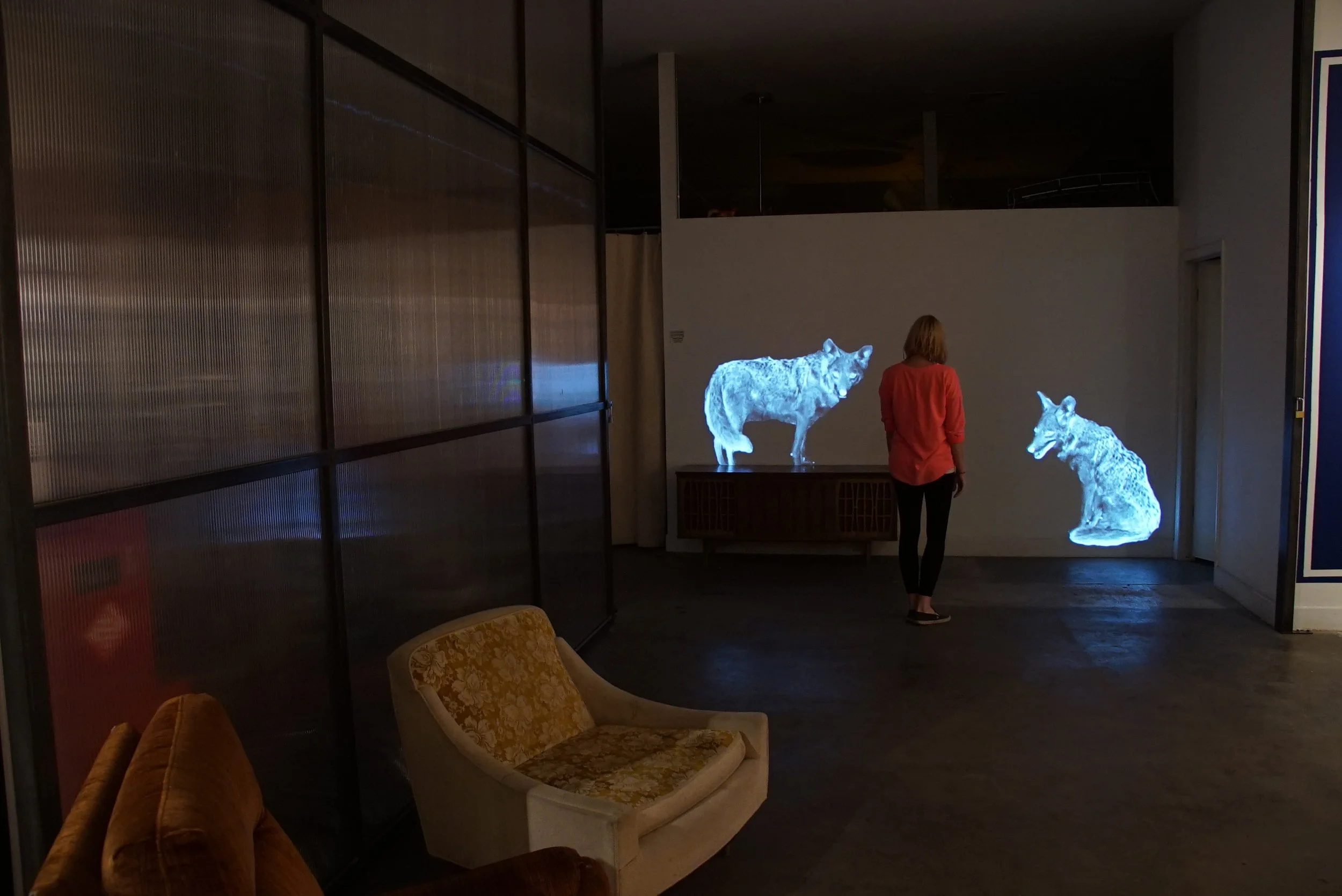 ghostly coyote projection art inside a dark gallery