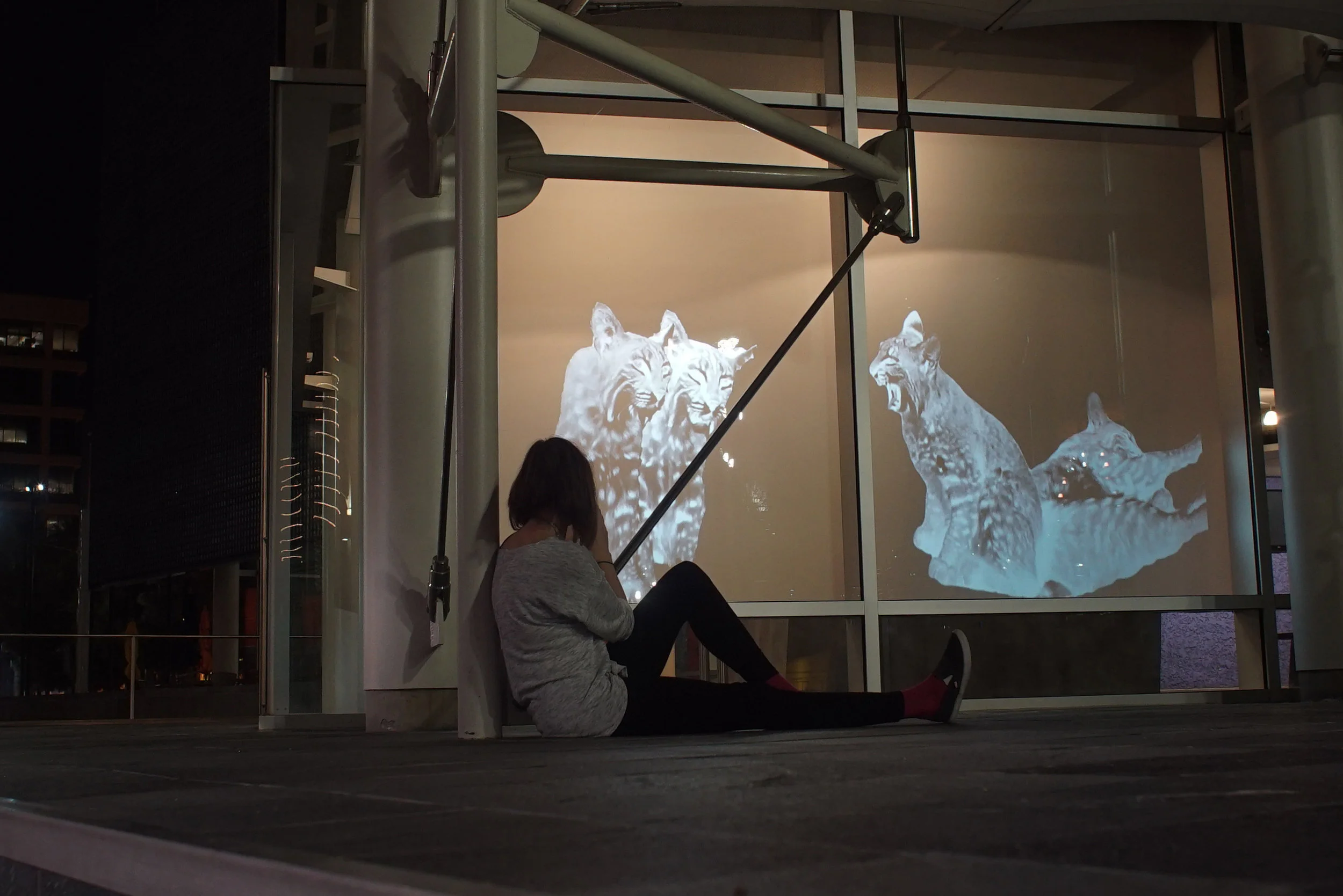 bobcat wildlife projection art mesa arts center public conservation ecoart