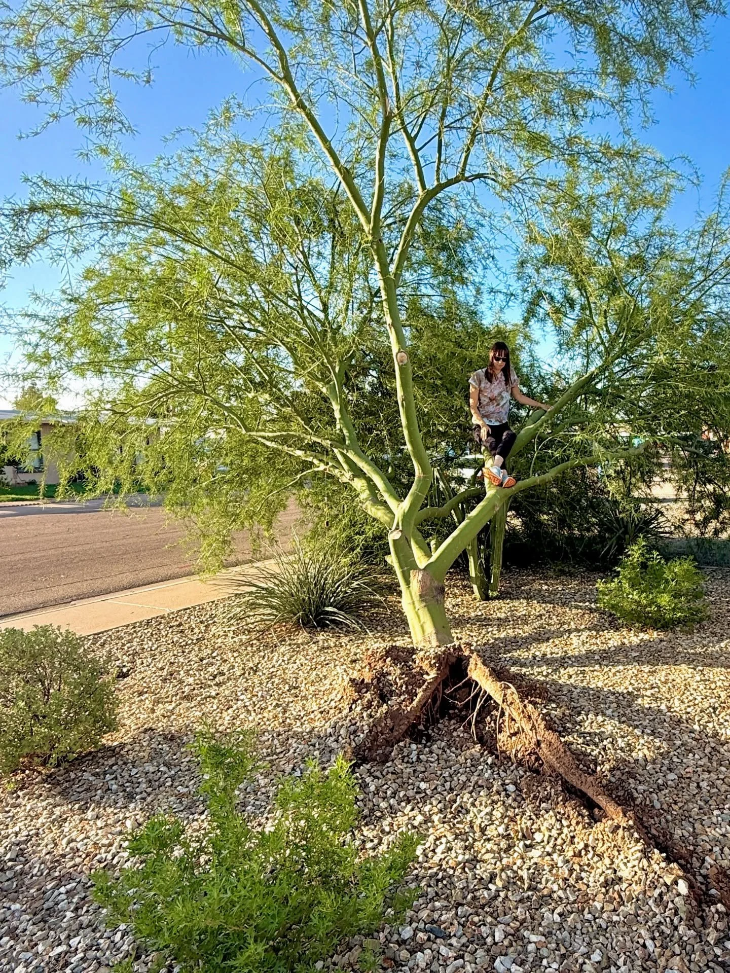 This week I&rsquo;ve been mourning the loss of two of my three trees. It might sound small, but it feels huge. Over nearly ten years, I&rsquo;ve poured so much care into these Palo Verdes&hellip;watering, pruning, nurturing them from tiny twigs into 