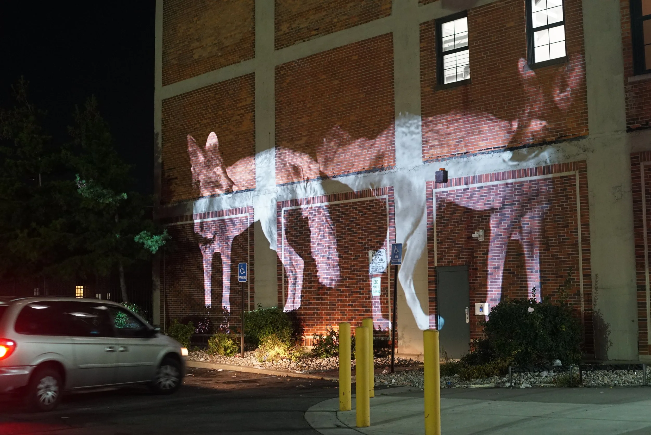ghostly animal projection art at Dlectricity art festival in downtown Detroit of native red fox video projected onto a large brick building