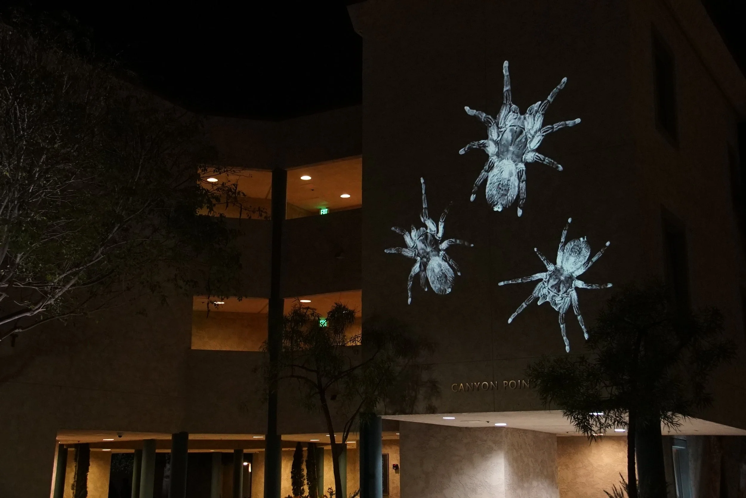 ghostly digital video projection installation of animals tarantulas spiders large scale on a wall moving slowly