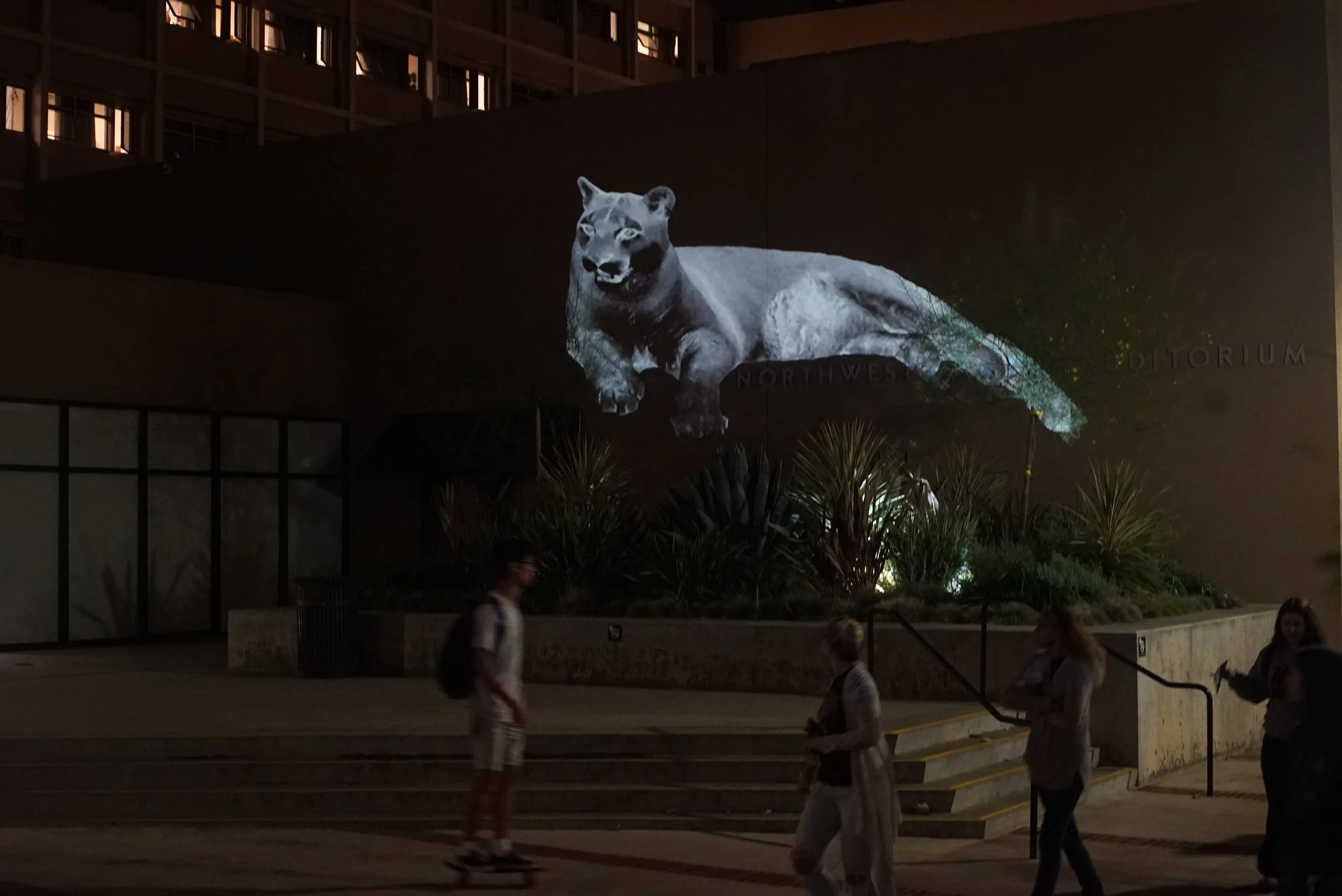 ghostly animal video projection art of a large scale mountain lion laying down projected onto a concrete wall at night as students at UCLA walk by and observe