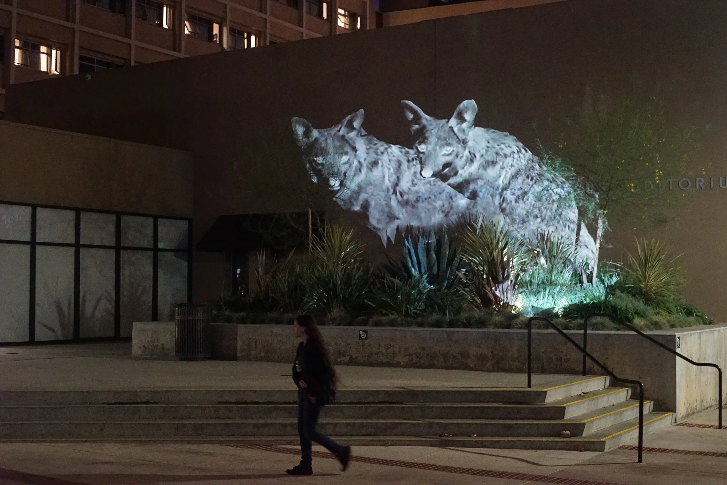 animal projection art of ghostly black and white inverted coyotes projected large scale at UCLA as students pass by and watch