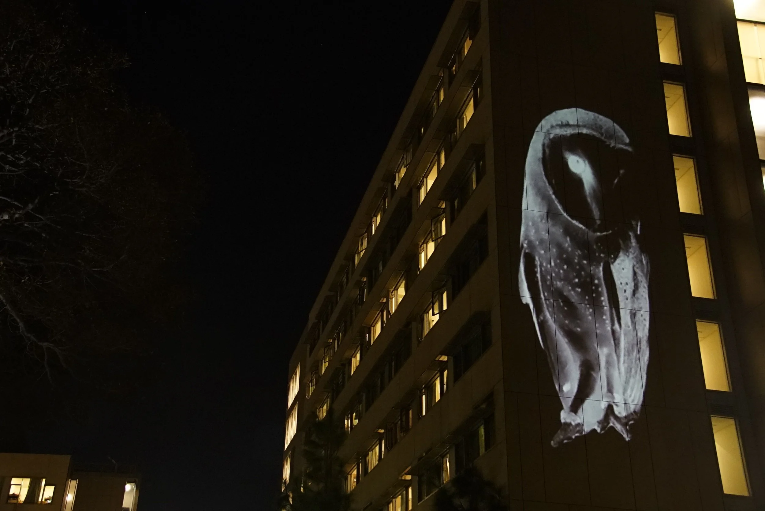Large-scale projection of a barn owl illuminating a public space in Animal Land