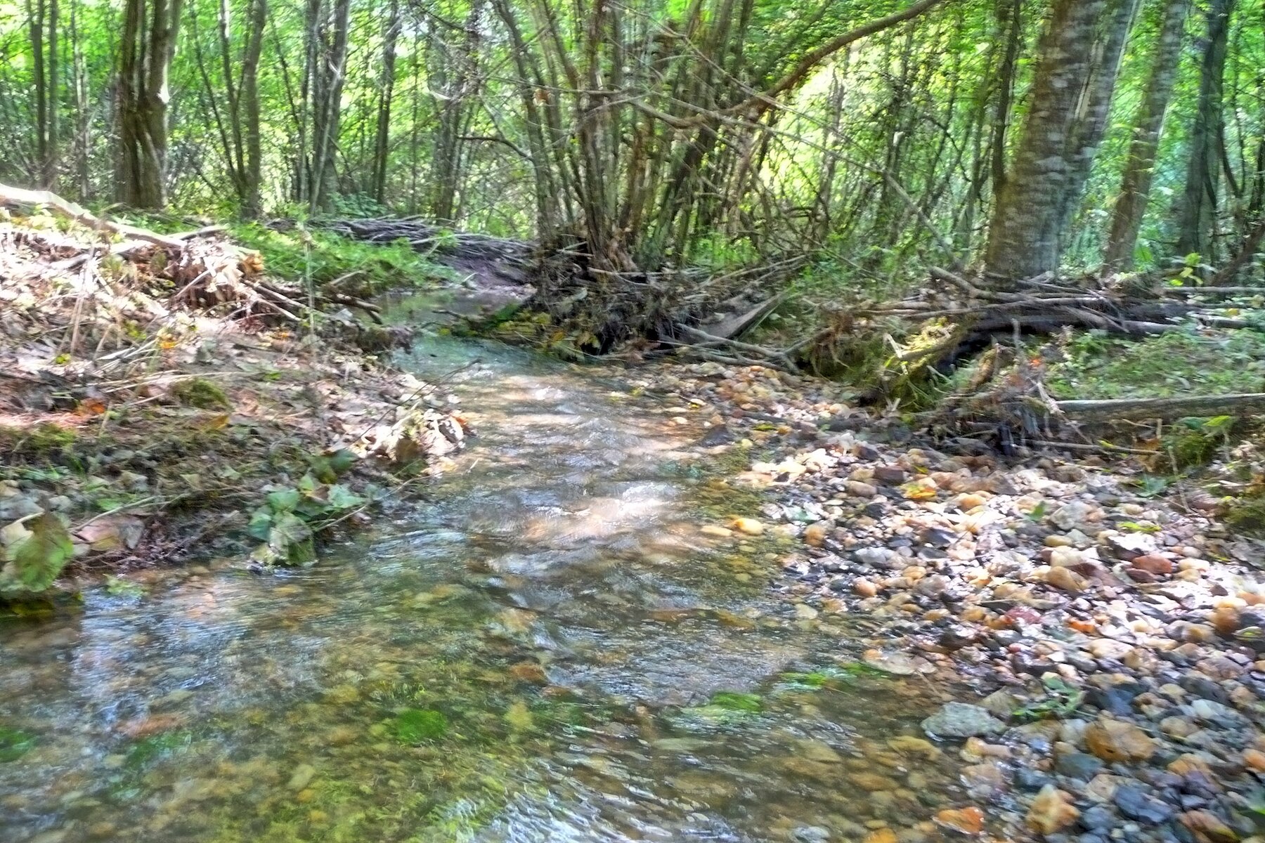 Big Run - water rock bed fhsir.jpg