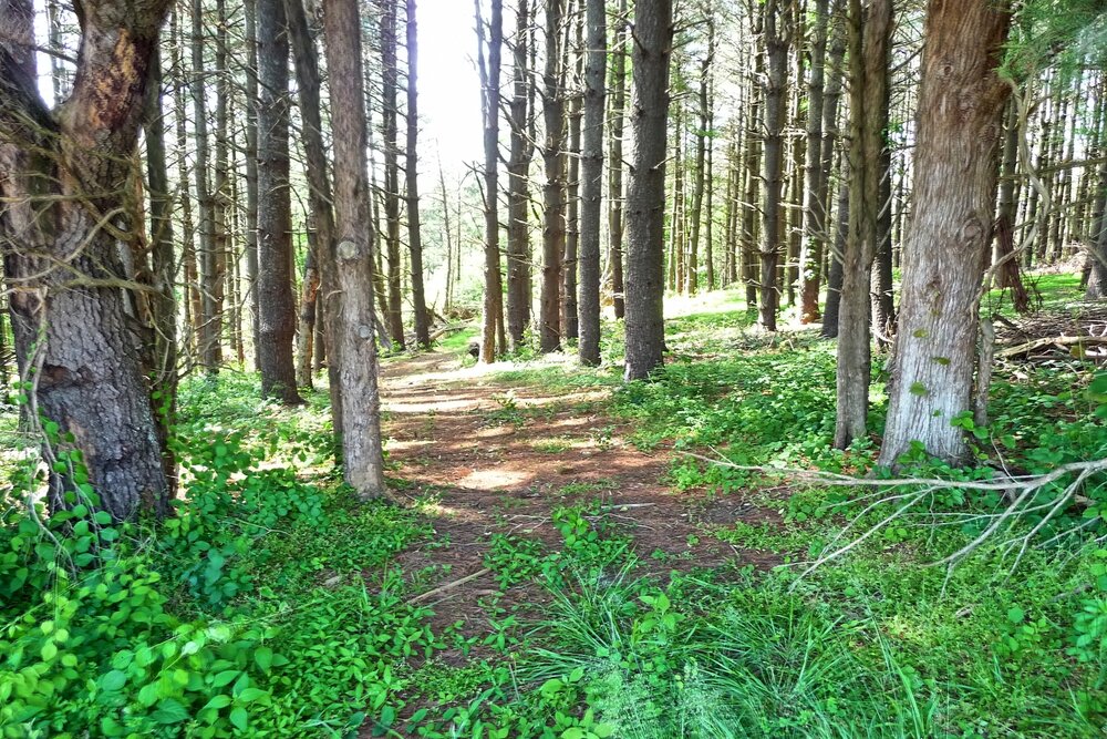 Castle Mtn. Path through pines and cedars.jpg