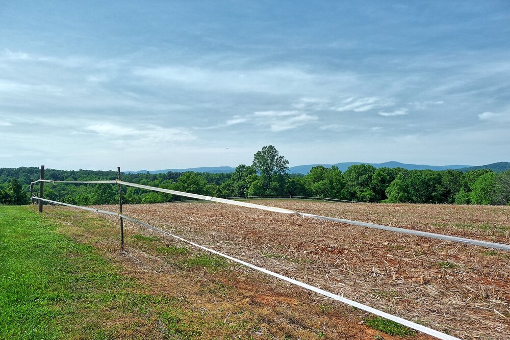 Castle Mtn. Sunflower:Dove field.jpg