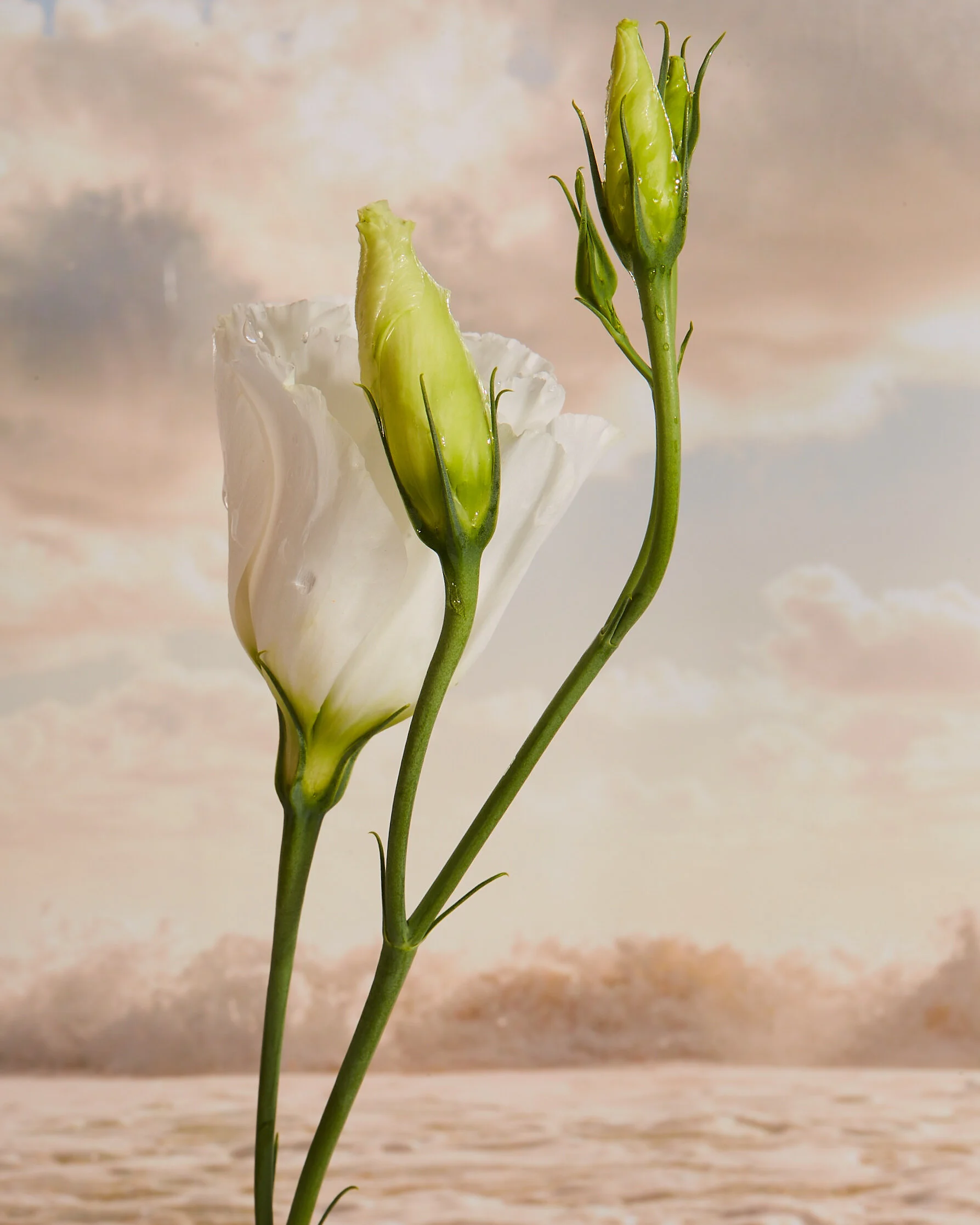 fleur43379.jpg
