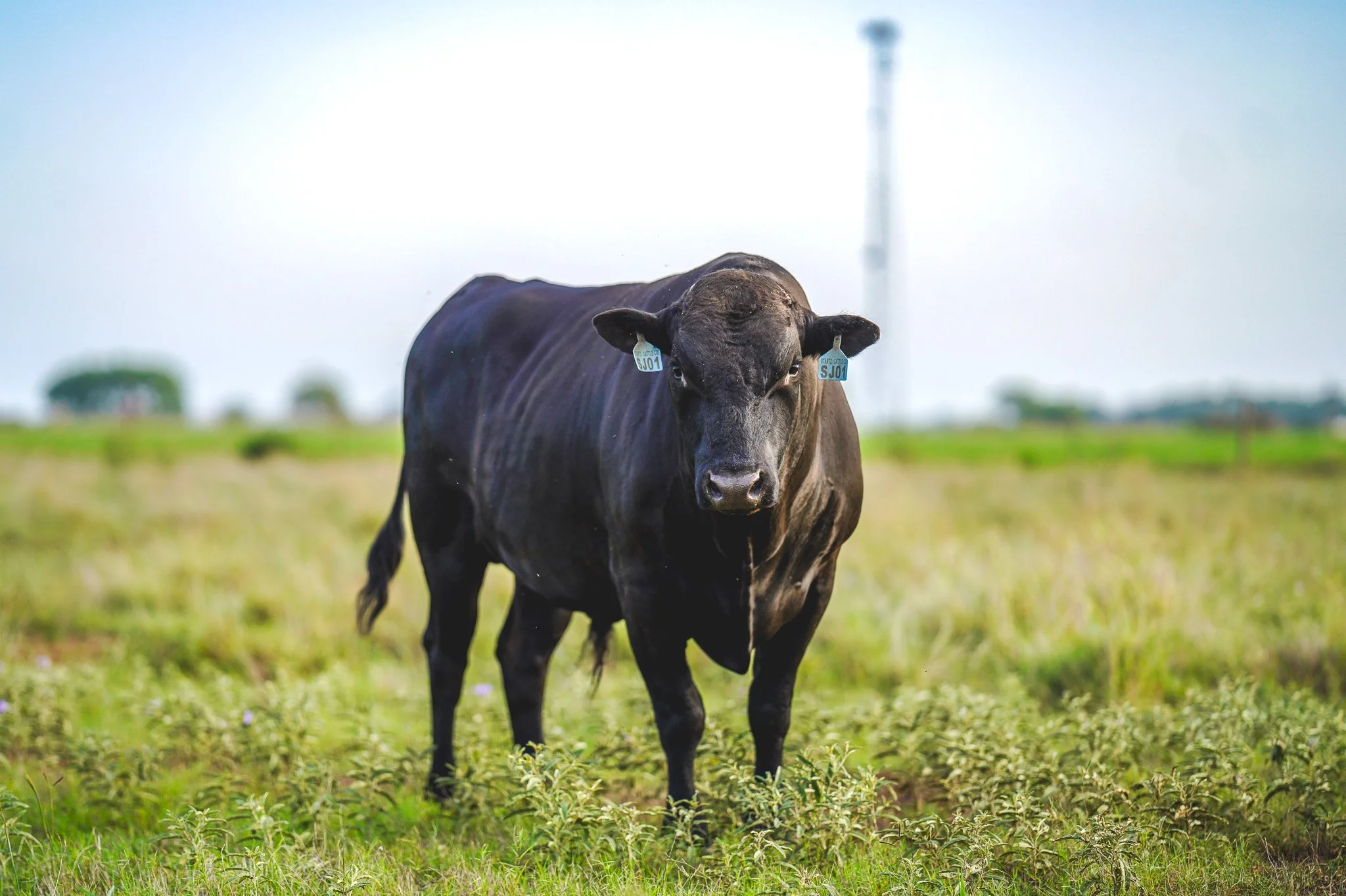Startz Cattle Company 