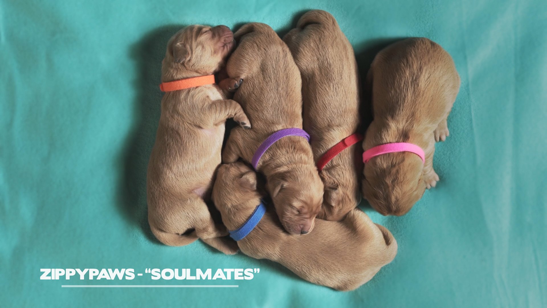 ZIPPYPAWS "Soulmates" Commercial