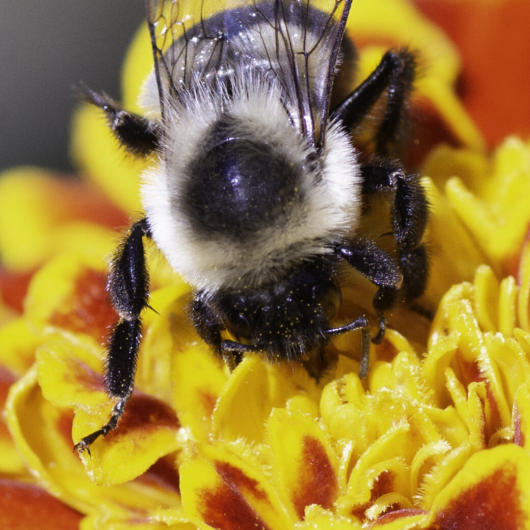 bee eating marigold copy.jpg