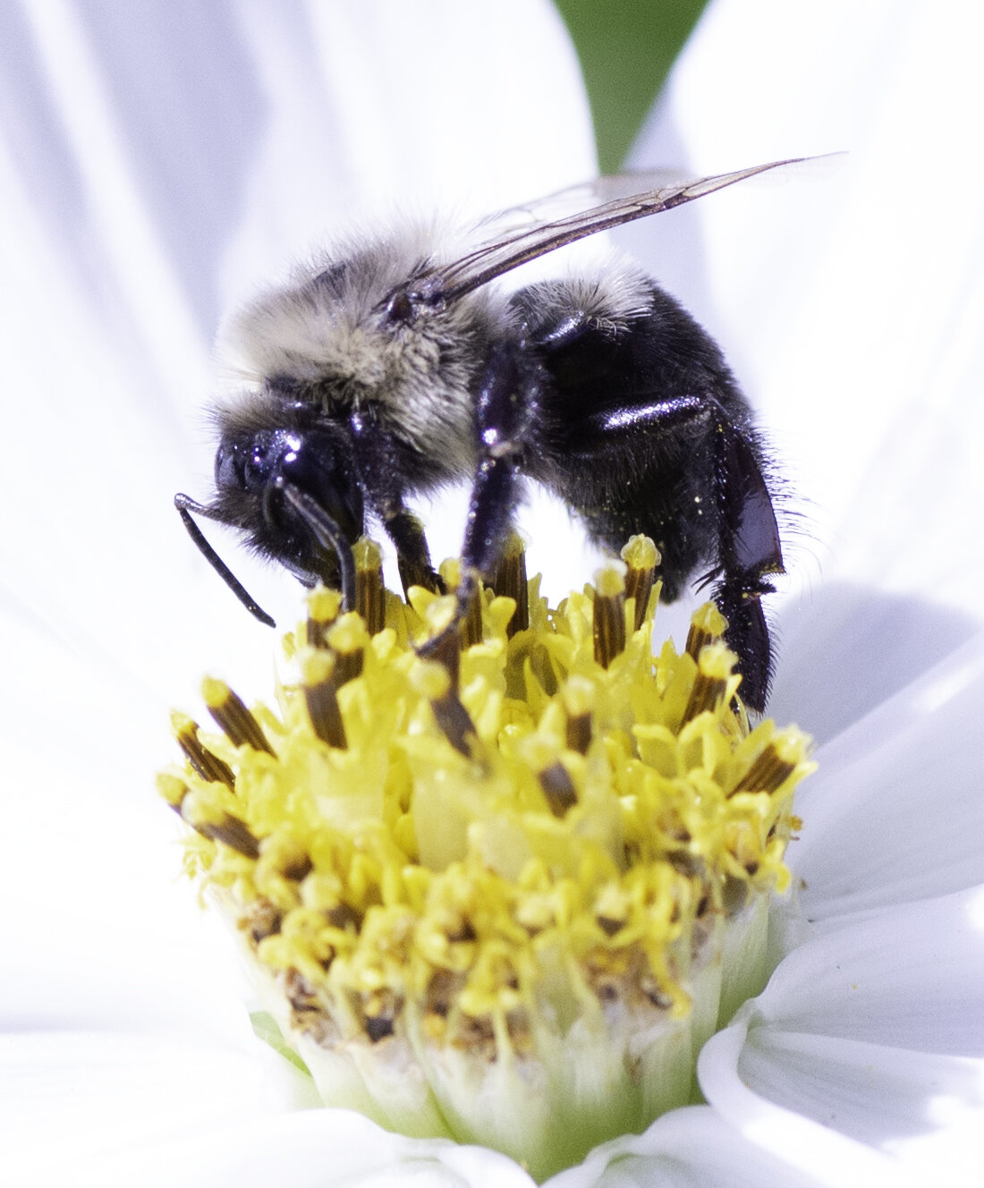 bee white flower copy.jpg